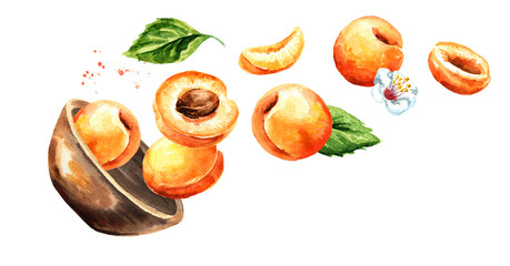 Bowl with ripe apricots. Hand drawn horizontal watercolor illustration, isolated on white background