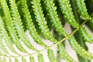 Water drops or droplets on fresh green leaves of Paco fern or Vegetable fern (Diplazium Esculentum (Retz.) Sw.) in the tropical vegetable garden © Hatori_Shisuka