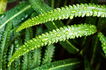Water drops or droplets on fresh green leaves of Paco fern or Vegetable fern (Diplazium Esculentum...