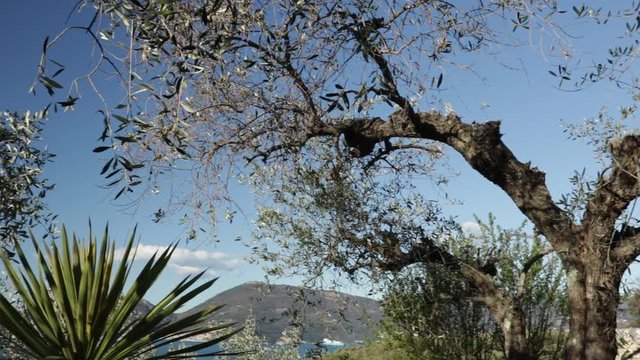 Garden with olive trees overlooking the sea. In the Gulf of La Spezia, near the Cinque Terre an olive grove overlooking the sea. In the foreground olive fronds and a Dracena plant. In the background t