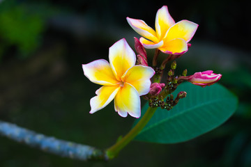 Fresh Plumeria, Frangipani, Temple tree (Plumeria spp.) flowers are blooming on tree in the flowers garden