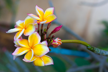 Fresh Plumeria, Frangipani, Temple tree (Plumeria spp.) flowers are blooming on tree in the flowers garden