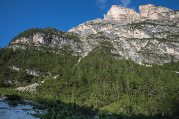 Fototapeta na wymiar Bergwald in den Dolomiten - Italien
