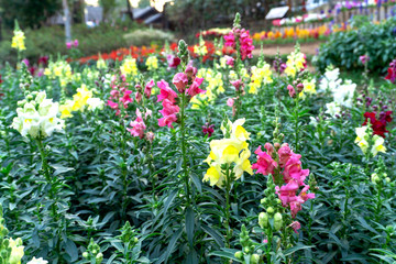 Fototapeta na wymiar Snapdragon flowers in pink, red, white and yellow in the garden