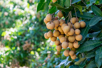 Longan orchards - Tropical fruits young longan in Thailand