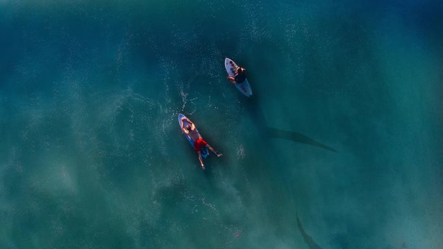 Cinemagraph of sharks swimming under surfers in the ocean
