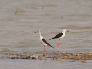 Bird Black winged Stilt in lagoon