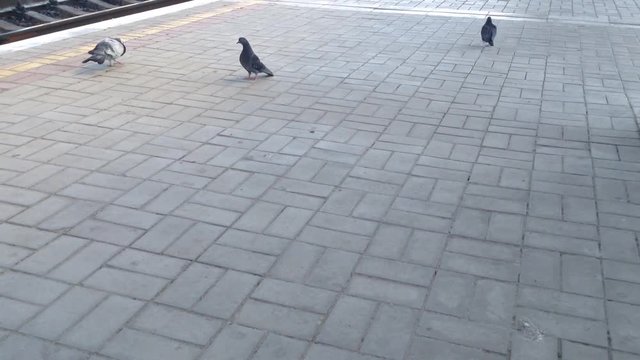 Pigeon mating dance about two dove females on the pavement