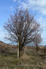 Almond pink and white blossoms shivering on chill wind gusts, shortly before spring time