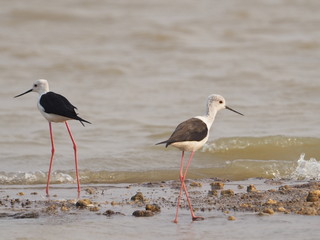Bird Black winged Stilt in lagoon