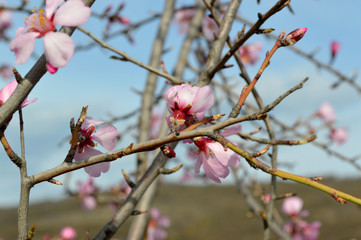 Almond pink and white blossoms shivering on chill wind gusts, shortly before spring time