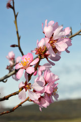 Almond pink and white blossoms shivering on chill wind gusts, shortly before spring time