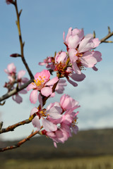 Fototapeta na wymiar Almond pink and white blossoms shivering on chill wind gusts, shortly before spring time