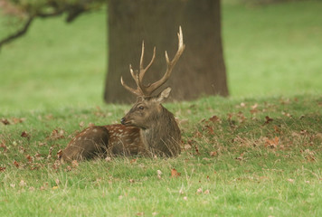 A stunning Manchurian Sika Deer (Cervus nippon mantchuricus or Cervus nippon dybowskii) resting under a large tree during rutting season.