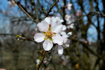 Almond pink and white blossoms shivering on chill wind gusts, shortly before spring time