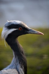 Fototapeta premium Naturaleza, caballos, aves, barcas,
