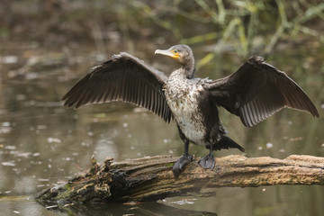 A pretty Cormorant (Phalacrocorax carbo) standing on a log in the middle of a lake flapping its wings after hunting under the water for fish.