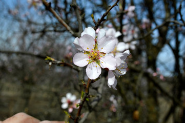 Almond pink and white blossoms shivering on chill wind gusts, shortly before spring time