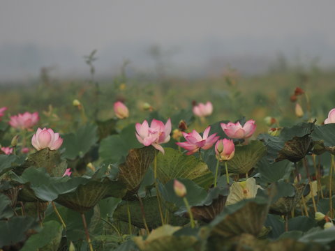 Lotus bossom in poud Pink Flower  beautiful in nature