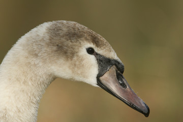A head shot of a juvenile Mute Swan, Cygnus olor.