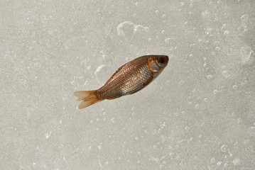 Small fish on melting ice of the pond, bubbles water texture, top view
