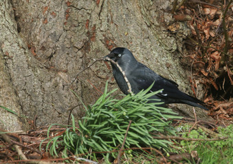 A pretty Jackdaw, Corvus monedula, collecting nesting material at the base of a tree. 