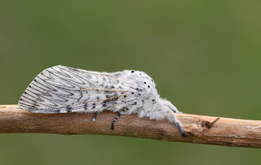 A beautiful Puss Moth, Cerura vinula, resting on a twig.