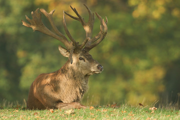 A large Red Deer (Cervus elaphus) resting in a meadow during rutting season.	