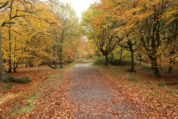Naklejka premium A landscape view of a Forest in the UK in autumn. 