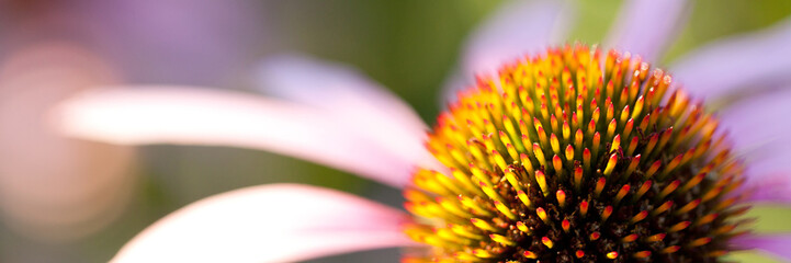 beautiful funny bright flower echinacea - obrazy, fototapety, plakaty