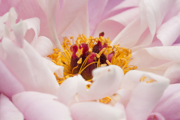 delicate pink peony flower