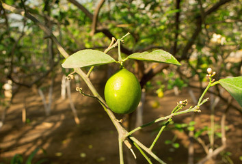 green lemon on a tree in a garden