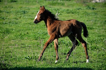 Obraz premium Naturaleza, caballos, aves, barcas,