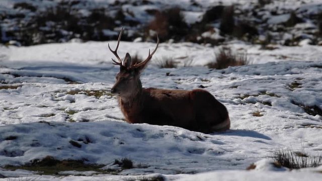 Red Deer, Cervus elaphus, stag and hinds amongst snow during winter/spring in the Scottish highlands.