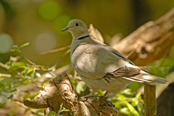 Paloma
