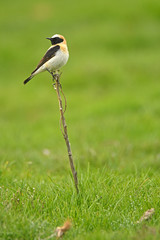 Collalba en su posadero