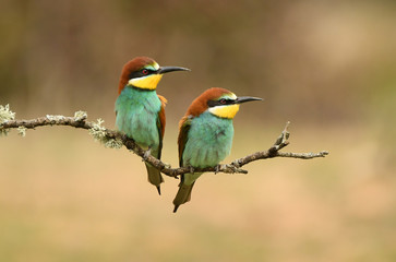 Abejarucos en la rama