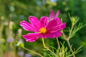 Fototapeta premium Mexican aster (Cosmea bipinnata)