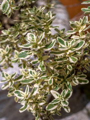 Wild marjoram, Origanum vulgare