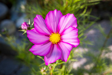 Obraz premium Mexican aster (Cosmea bipinnata)