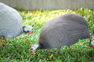 Helmeted guineafowl, Numida meleagris, big grey bird in grass.