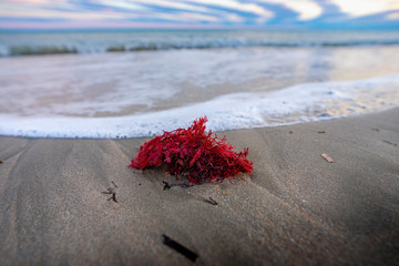 une algue rouge échouée sur une plage au bord de l'eau