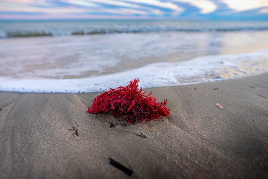 une algue rouge &eacute;chou&eacute;e sur une plage au bord de l'eau