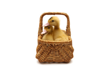 little ducklings sitting in a basket on a white background