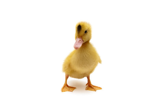 duckling isolated on white background