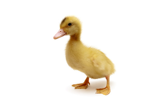 little duckling isolated on a white background