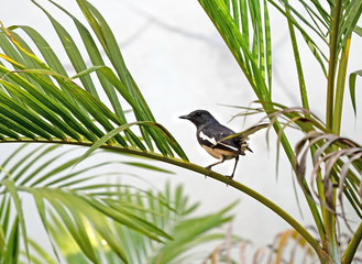Close up Oriental Magpie Robin Perched on Palm Leaf Isolated on Background