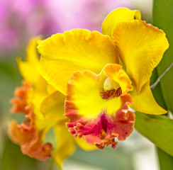 Fototapeta premium Flower Orchid