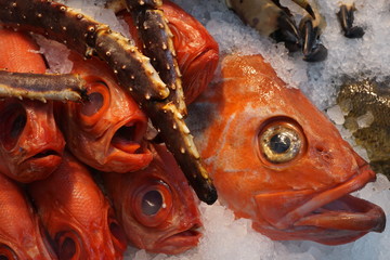 fresh fish on ice