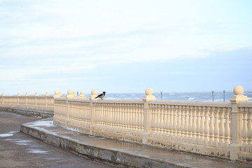 crow sits on the balustrade